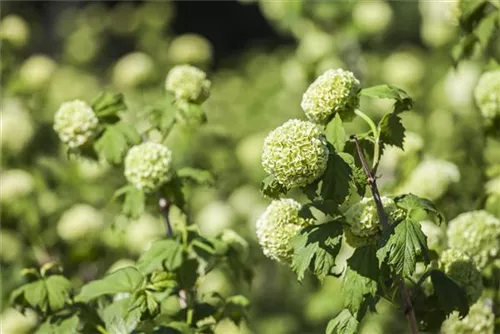 Gewöhnlicher Schneeball 'Roseum' - Viburnum opulus 'Roseum'