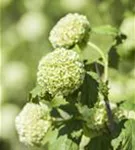 Gewöhnlicher Schneeball 'Roseum' - Viburnum opulus 'Roseum'