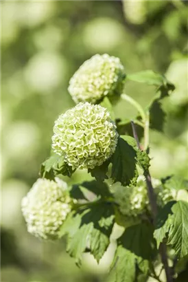 Gewöhnlicher Schneeball 'Roseum' - Viburnum opulus 'Roseum'