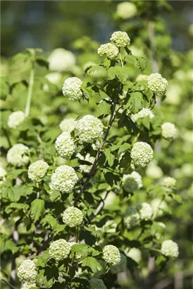 Gewöhnlicher Schneeball 'Roseum' - Viburnum opulus 'Roseum'