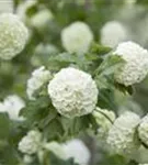 Gewöhnlicher Schneeball 'Roseum' - Viburnum opulus 'Roseum'