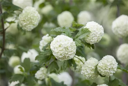 Gewöhnlicher Schneeball 'Roseum' - Viburnum opulus 'Roseum'