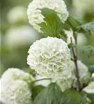 Gewöhnlicher Schneeball 'Roseum' - Viburnum opulus 'Roseum'