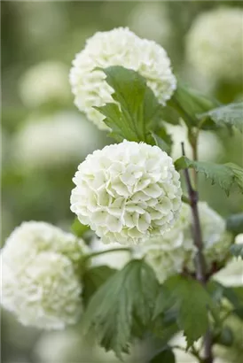 Gewöhnlicher Schneeball 'Roseum' - Viburnum opulus 'Roseum'