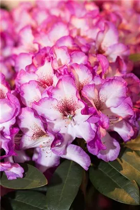 Rhododendron-Hybride 'Hans Hachmann' -R- - Rhododendron Hybr.'Hans Hachmann' -R- IV