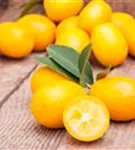 Zitrus 'Kumquat' - Citrus 'Kumquat'