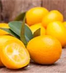 Zitrus 'Kumquat' - Citrus 'Kumquat'