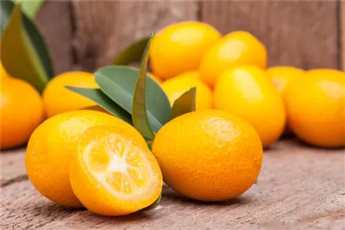 Zitrus 'Kumquat' - Citrus 'Kumquat'