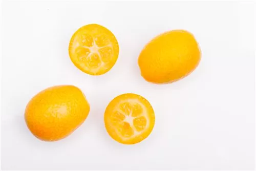 Zitrus 'Kumquat' - Citrus 'Kumquat'