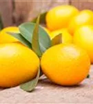 Zitrus 'Kumquat' - Citrus 'Kumquat'