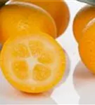 Zitrus 'Kumquat' - Citrus 'Kumquat'