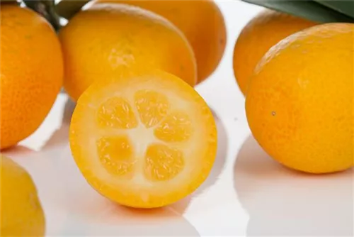 Zitrus 'Kumquat' - Citrus 'Kumquat'