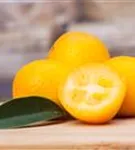 Zitrus 'Kumquat' - Citrus 'Kumquat'