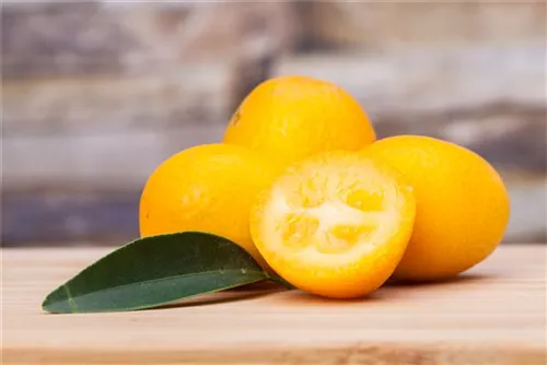 Zitrus 'Kumquat' - Citrus 'Kumquat'