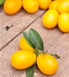 Zitrus 'Kumquat' - Citrus 'Kumquat'