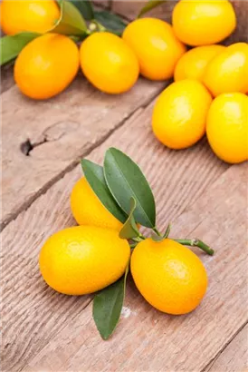 Zitrus 'Kumquat' - Citrus 'Kumquat'