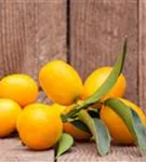 Zitrus 'Kumquat' - Citrus 'Kumquat'