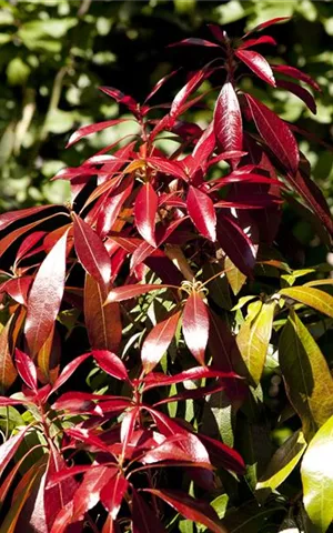 Pieris japonica 'Forest Flame'