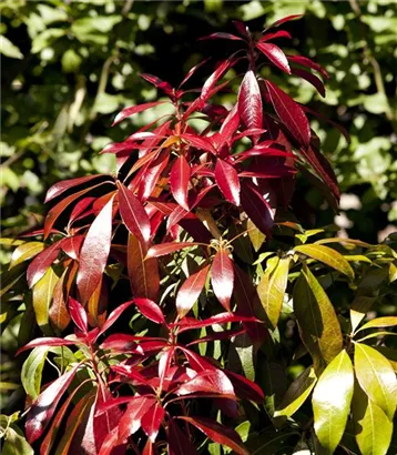 Schattenglöckchen 'Forest Flame' - Pieris japonica 'Forest Flame'