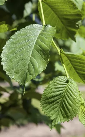 Morus alba - Baum