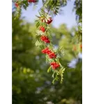 Gewöhnliche Eberesche - Sorbus aucuparia - Baum