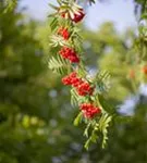 Gewöhnliche Eberesche - Sorbus aucuparia - Wildgehölze