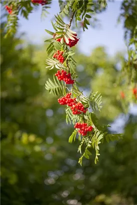 Gewöhnliche Eberesche - Sorbus aucuparia - Baum