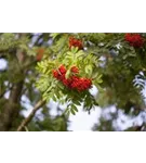 Gewöhnliche Eberesche - Sorbus aucuparia - Baum