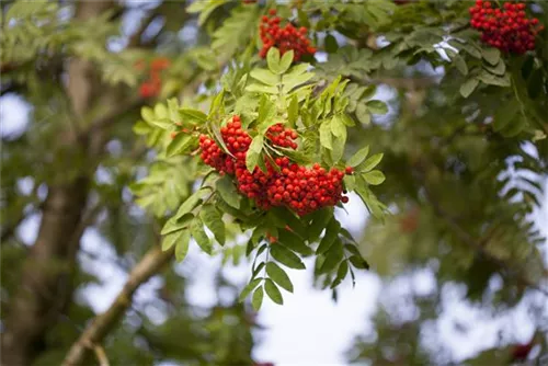 Eßbare Eberesche - Sorbus aucuparia 'Edulis'