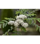 Gewöhnliche Eberesche - Sorbus aucuparia - Baum