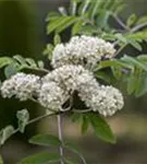 Eßbare Eberesche - Sorbus aucuparia 'Edulis'