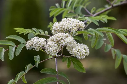 Eßbare Eberesche - Sorbus aucuparia 'Edulis'