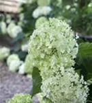 Schneeball-Hortensie - Hydrangea arborescens 'Annabelle'