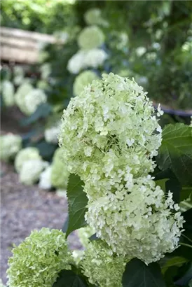 Schneeball-Hortensie - Hydrangea arborescens 'Annabelle'