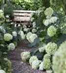 Schneeball-Hortensie - Hydrangea arborescens 'Annabelle'