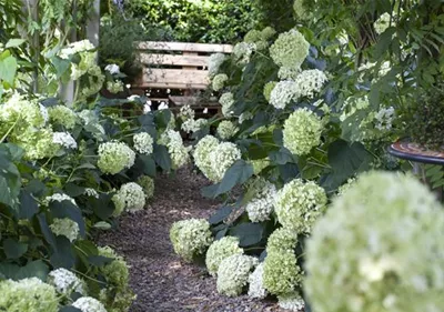 Pflanzpartner für Hortensien – Ideen für den Garten