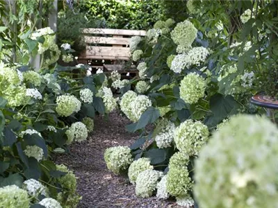 Pflanzpartner für Hortensien – Ideen für den Garten