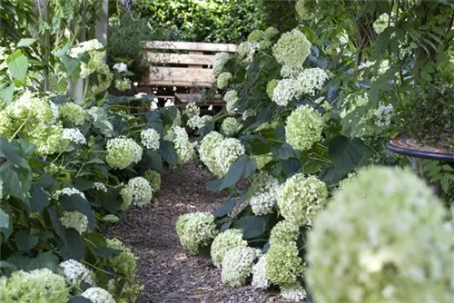 Schneeball-Hortensie - Hydrangea arborescens 'Annabelle'