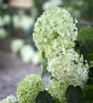 Schneeball-Hortensie - Hydrangea arborescens 'Annabelle'