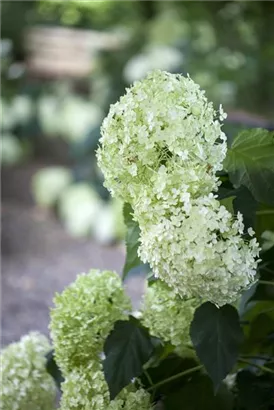 Schneeball-Hortensie - Hydrangea arborescens 'Annabelle'