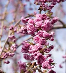 Häng.Nelkenkirsche 'Kiku-shidare-zakura' - Prunus serrulata 'Kiku-shidare-zakura' CAC