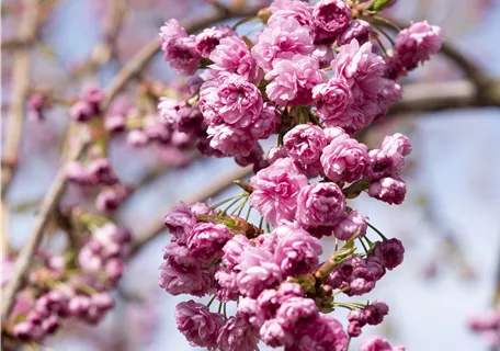 Prunus serrulata 'Kiku-shidare-zakura' CAC - Häng.Nelkenkirsche 'Kiku-shidare-zakura'