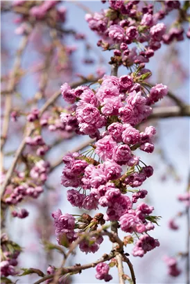 Häng.Nelkenkirsche 'Kiku-shidare-zakura' - Prunus serrulata 'Kiku-shidare-zakura' CAC