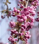 Häng.Nelkenkirsche 'Kiku-shidare-zakura' - Prunus serrulata 'Kiku-shidare-zakura' CAC