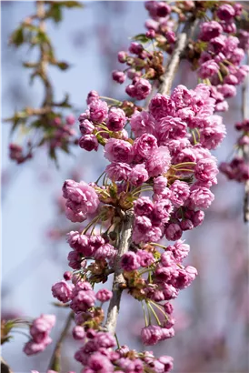 Häng.Nelkenkirsche 'Kiku-shidare-zakura' - Prunus serrulata 'Kiku-shidare-zakura' CAC