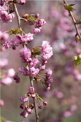 Häng.Nelkenkirsche 'Kiku-shidare-zakura' - Prunus serrulata 'Kiku-shidare-zakura' CAC