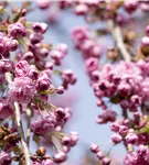 Häng.Nelkenkirsche 'Kiku-shidare-zakura' - Prunus serrulata 'Kiku-shidare-zakura' CAC