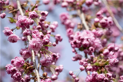 Häng.Nelkenkirsche 'Kiku-shidare-zakura' - Prunus serrulata 'Kiku-shidare-zakura' CAC