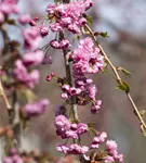 Häng.Nelkenkirsche 'Kiku-shidare-zakura' - Prunus serrulata 'Kiku-shidare-zakura' CAC