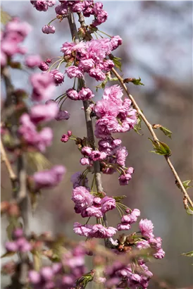 Häng.Nelkenkirsche 'Kiku-shidare-zakura' - Prunus serrulata 'Kiku-shidare-zakura' CAC